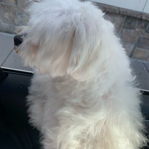 Meet your Posher, Zixuan